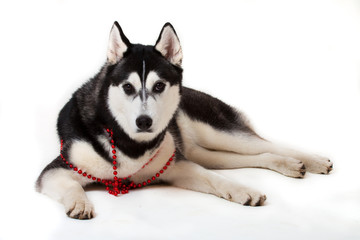 Fototapeta premium dog