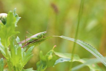 Green grashopper