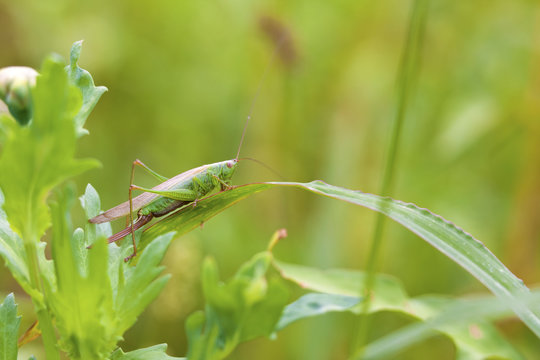 Green grashopper