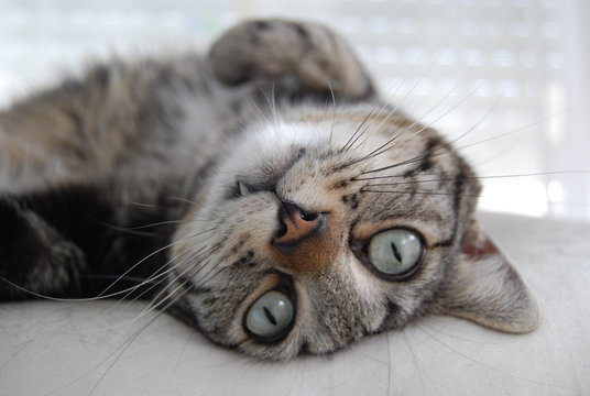 49 Best Chat Couche Images Stock Photos Vectors Adobe Stock