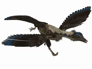 Fototapeten Archaeopteryx - 3D Dinosaurier © Andreas Meyer