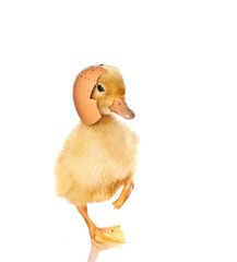 yellow duck