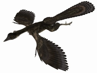 Archaeopteryx - 3D Dinosaurier