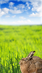 Fototapeta premium hare in grass
