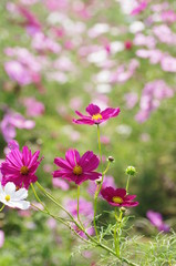 Fototapeta premium コスモス畑