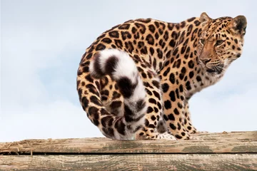 Möbelaufkleber Amur Leopard dreht sich um, um nach hinten zu schauen © Sally Wallis