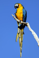 ara jaune et bleu © Frédéric Prochasson