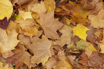 Blätter im Herbst