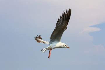 Fototapeta na wymiar Seagull at BangPu in Thailand