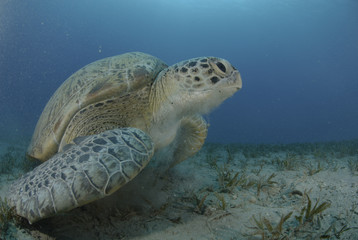 Green sea turtle swimming over seagrass bed.