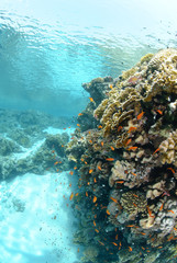 Fototapeta na wymiar Shallow tropical reef in a sandy lagoon