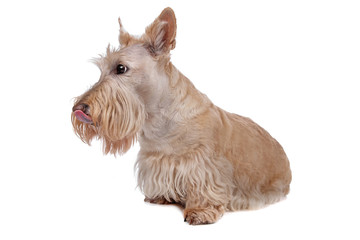 Scottish Terrier