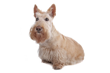 Scottish Terrier