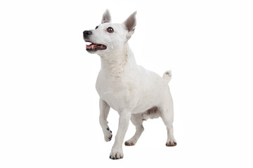 Obraz premium white Jack Russel Terrier