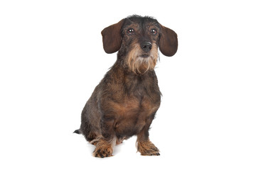 Dachshund