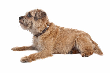 Border Terrier