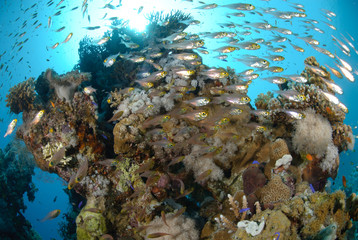 Fototapeta na wymiar Shoal pf tropical glassfish and coral reef