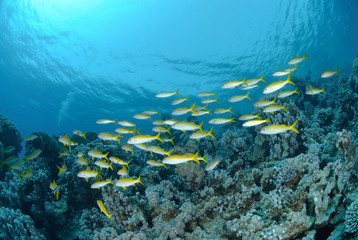 Fototapeta na wymiar Small school of Red sea goatfish