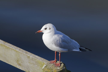 Möwe