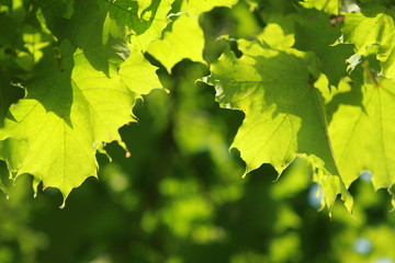 Fototapeta na wymiar illuminated maple leafs