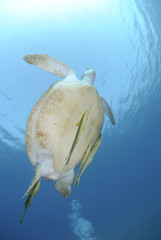 Green turtle swimming towards the ocean surface.