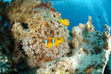 Clown fish and tropical reef
