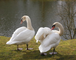 Couple de cygnes