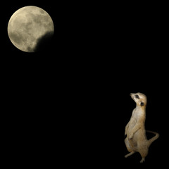 Meerkat and the Moon
