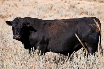 Angus bull standing in young sagebrush.