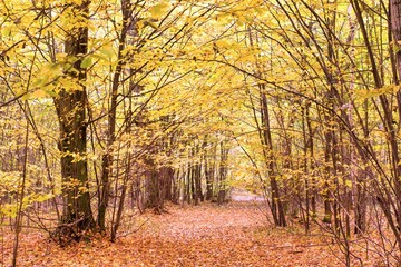 Fototapeta premium forest