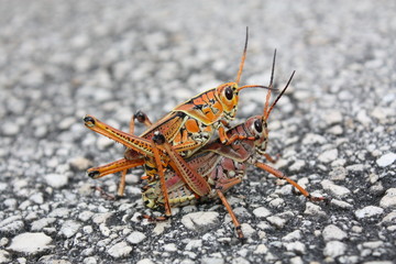 eastern lubber grasshopper