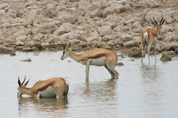 Springbok s'abreuvant à un point d'eau