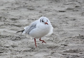 Silberkopfmöwe im Wind
