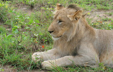 Lion