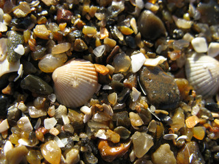 Kleine Schätze am Strand