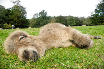 Sleeping donkey