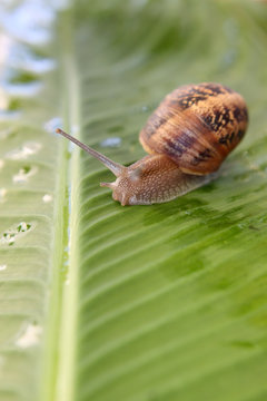 escargot