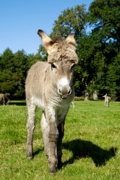 Young donkey