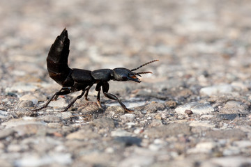 ocypus olens