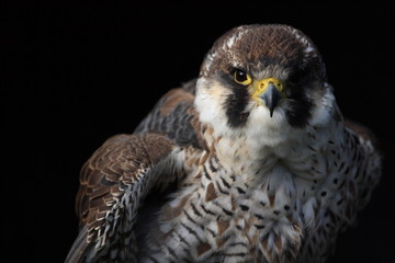 Sakerfalke,Würgfalke