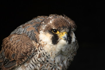Sakerfalke,Würgfalke