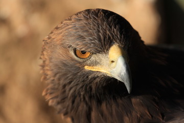Steinadler