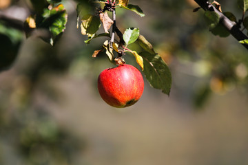 Apfel