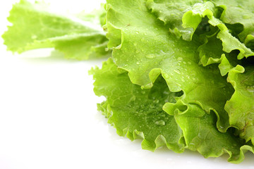 Salad leaves isolated on white