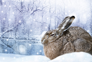 hare in winter time © Vera Kuttelvaserova