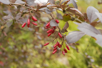 Barberry bush with berries
