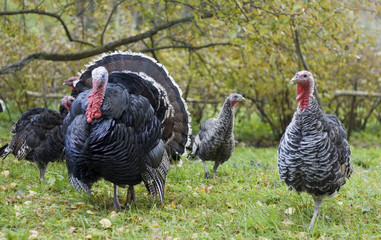 Turkey in yard.
