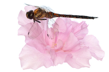 dragonfly