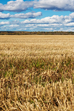 field in autumn