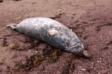 Obraz premium Harbor Seal Carcass